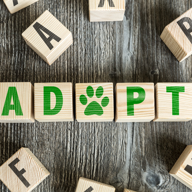 Pet Adoption, How Pets Can Improve Your Overall Health, 6 Ways Petc Can Improve Your Health, Health and Pets, How Adopting a Pet Can Add To Your Life