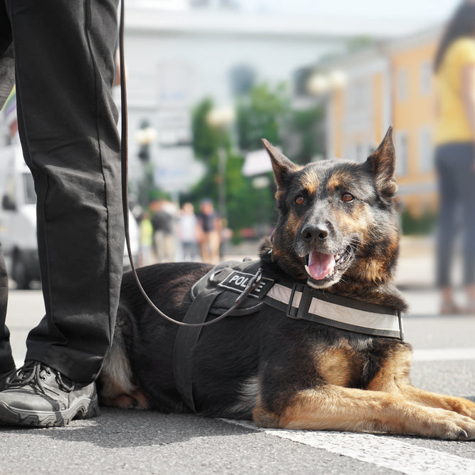 Drug & Alcohol Facts Week: How Naloxone Kits Can Treat Overdoses in K9 Police Dogs