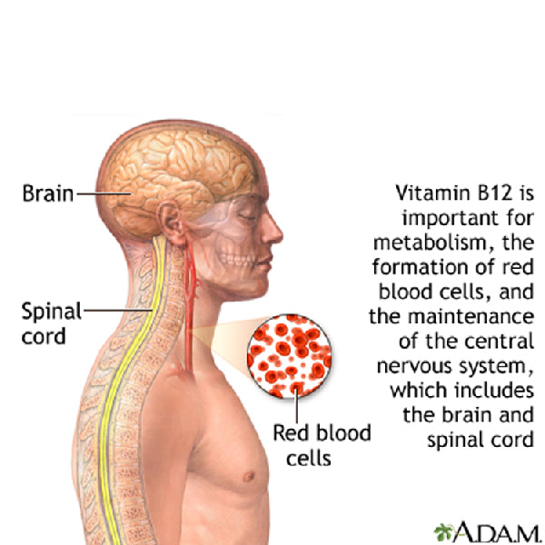 Image that show what Cyanocobalamin vitamin B12 works to create red blood cells