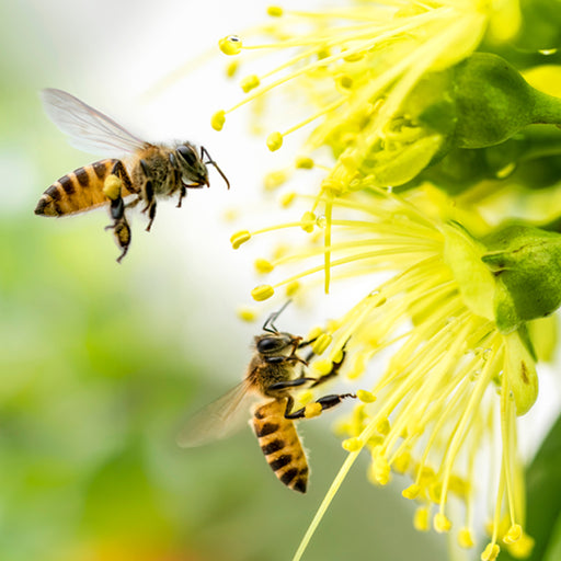 Buy Hollister-Stier Allergy Test for Honey Bee Venom (Apis Mellifera) Allergy Extract 550 ug (5 dose)  online at Mountainside Medical Equipment