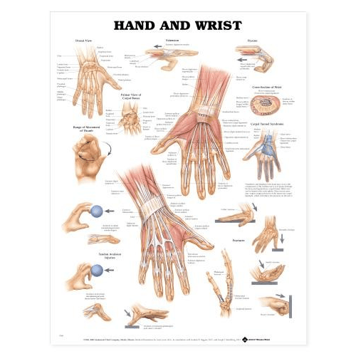 Buy Anatomical Chart Company Anatomy Poster Wall Charts  online at Mountainside Medical Equipment