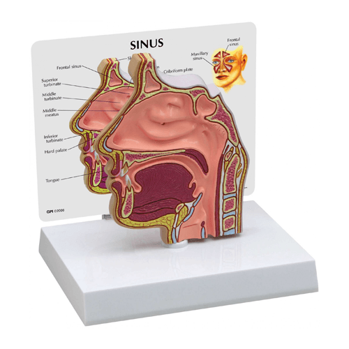 Buy n/a Nose and Nasal Passages Sinus Model  online at Mountainside Medical Equipment