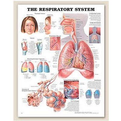 Buy n/a Complete Respiratory System: Sinus, Lungs, Larynx, Mucosa & Airways  online at Mountainside Medical Equipment