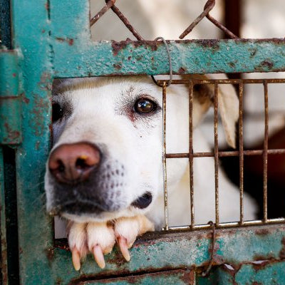 ASPCA Celebrates Adopt-A-Shelter-Dog Month