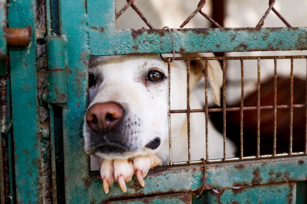 ASPCA Celebrates Adopt-A-Shelter-Dog Month
