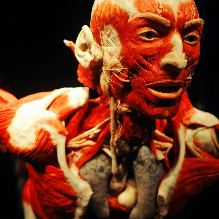 anatomy of man with black background