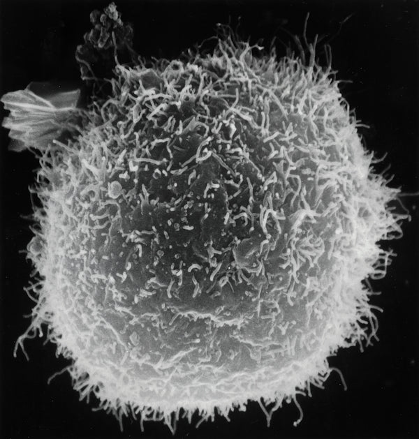 a black and white photo of a plant