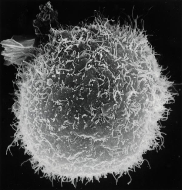 a black and white photo of a plant