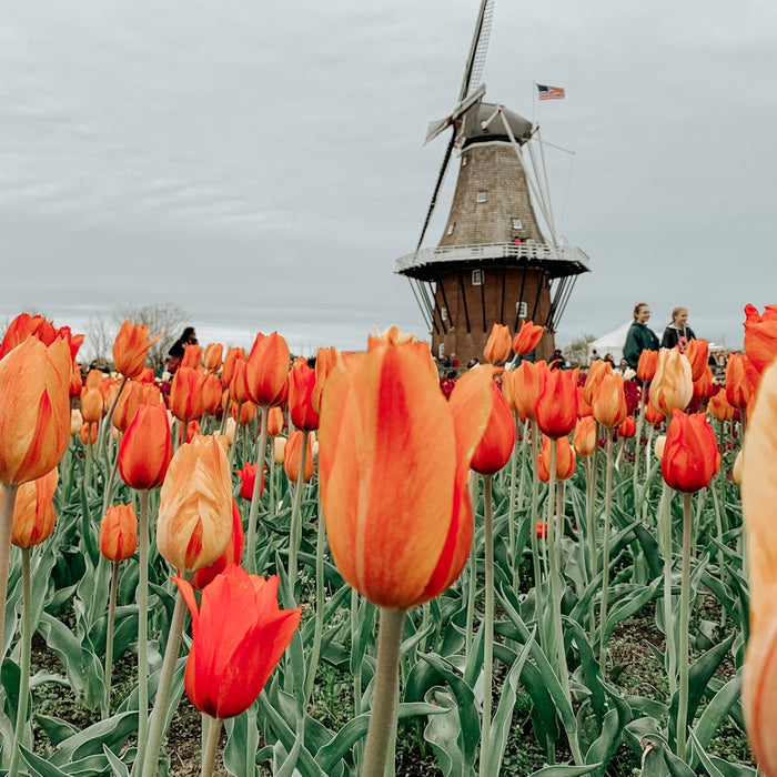 a field of orange tulips with a windmill in the background