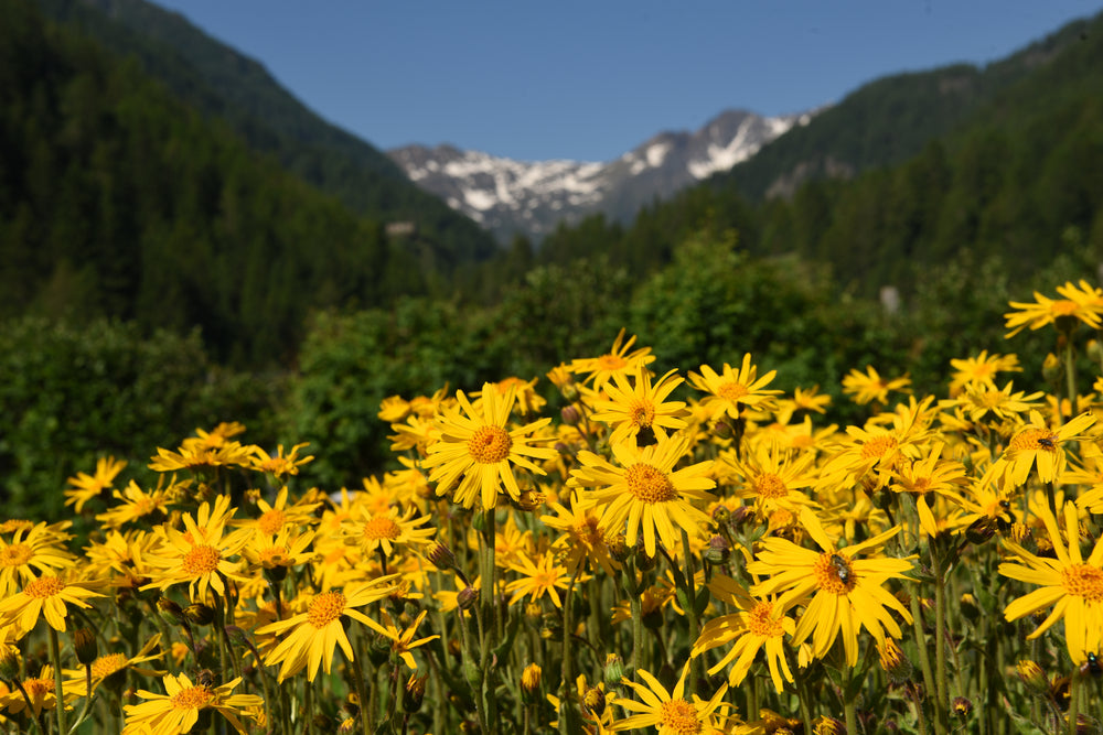 How Arnica Flower is Used in Mountain Ice Pain Relief Gel