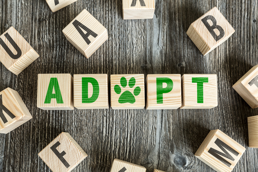 Pet Adoption, How Pets Can Improve Your Overall Health, 6 Ways Petc Can Improve Your Health, Health and Pets, How Adopting a Pet Can Add To Your Life