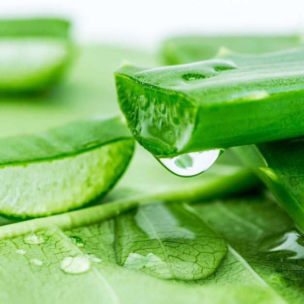 How Aloe Vera is Used in Mountain Ice Pain Relief Gel