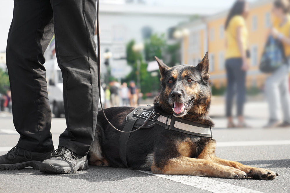 Drug & Alcohol Facts Week: How Naloxone Kits Can Treat Overdoses in K9 Police Dogs