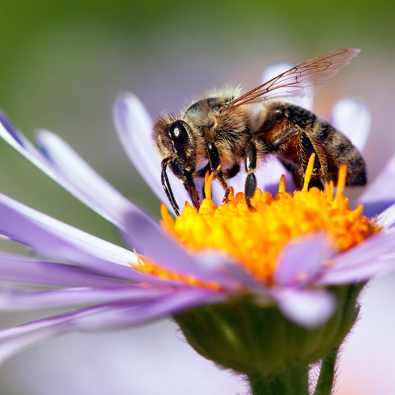 Comprehensive Allergy Testing Supplies, including skin test kits, lancets, and control solutions, for accurate allergen detection.
