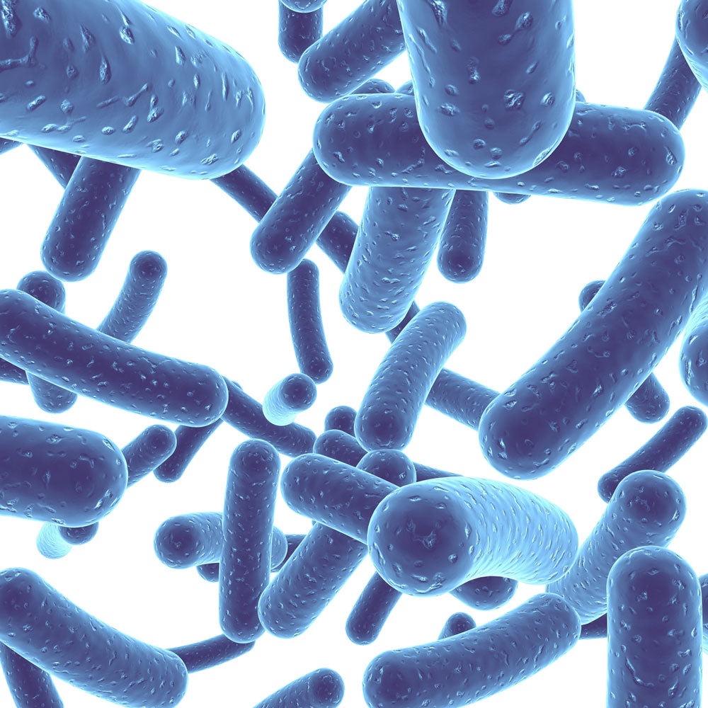 Probiotics Digestive Health Products in capsules and powders, supporting gut health, boosting immunity, and enhancing overall well-being.