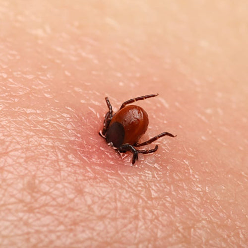 Treat Lyme Disease