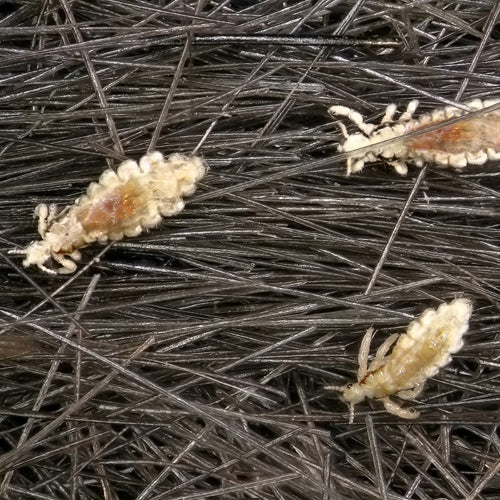 Medications to treat all types of Lice