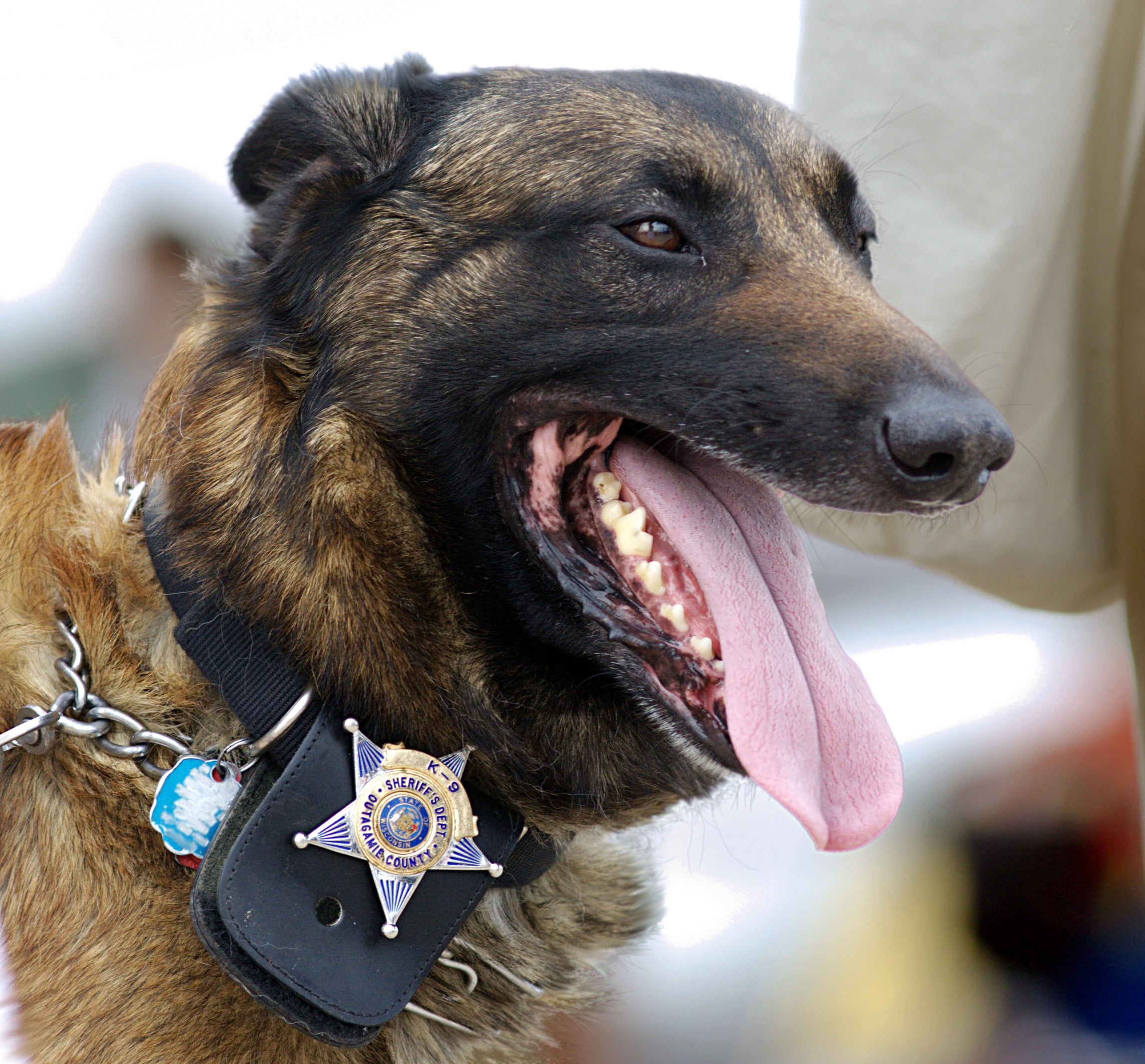 Police Attack Dog Breeds German Shepherd Police Dog For Sale K9