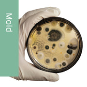 Buy Hollister-Stier Allergy Test for Candida Albicans Allergy Mold Extract 10mL  online at Mountainside Medical Equipment