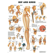Buy Anatomical Chart Company Anatomy Poster Wall Charts  online at Mountainside Medical Equipment