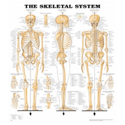 Buy Anatomical Chart Company Anatomy Poster Wall Charts  online at Mountainside Medical Equipment