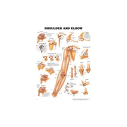 Buy Anatomical Chart Company Anatomy Poster Wall Charts  online at Mountainside Medical Equipment