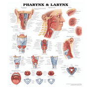 Buy Anatomical Chart Company Anatomy Poster Wall Charts  online at Mountainside Medical Equipment
