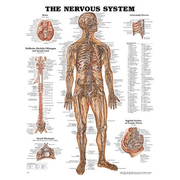 Buy Anatomical Chart Company Anatomy Poster Wall Charts  online at Mountainside Medical Equipment