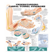 Buy Anatomical Chart Company Anatomy Poster Wall Charts  online at Mountainside Medical Equipment