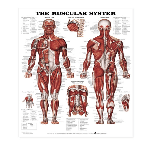 Anatomy Charts, | Anatomy Poster Wall Charts
