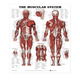 Anatomy Poster Wall Charts