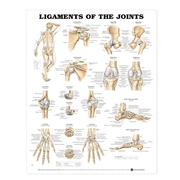 Buy Anatomical Chart Company Anatomy Poster Wall Charts  online at Mountainside Medical Equipment