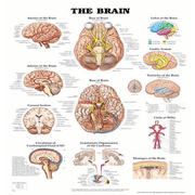 Buy Anatomical Chart Company Anatomy Poster Wall Charts  online at Mountainside Medical Equipment