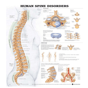 Buy Anatomical Chart Company Anatomy Poster Wall Charts  online at Mountainside Medical Equipment