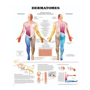 Buy Anatomical Chart Company Anatomy Poster Wall Charts  online at Mountainside Medical Equipment
