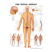 Buy Anatomical Chart Company Anatomy Poster Wall Charts  online at Mountainside Medical Equipment