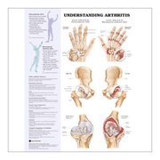 Buy Anatomical Chart Company Anatomy Poster Wall Charts  online at Mountainside Medical Equipment