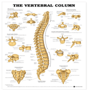 Buy Anatomical Chart Company Anatomy Poster Wall Charts  online at Mountainside Medical Equipment
