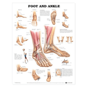 Buy Anatomical Chart Company Anatomy Poster Wall Charts  online at Mountainside Medical Equipment