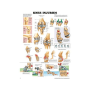 Buy Anatomical Chart Company Anatomy Poster Wall Charts  online at Mountainside Medical Equipment