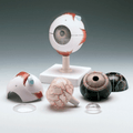 Human Eye Model