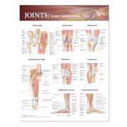 Buy n/a Joints of the Lower Extremities Anatomical Poster  online at Mountainside Medical Equipment