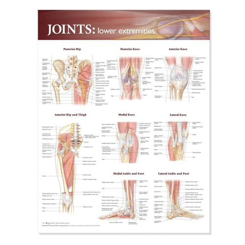 Joint Care, | Joints of the Lower Extremities Anatomical Poster