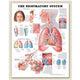 Complete Respiratory System: Sinus, Lungs, Larynx, Mucosa & Airways