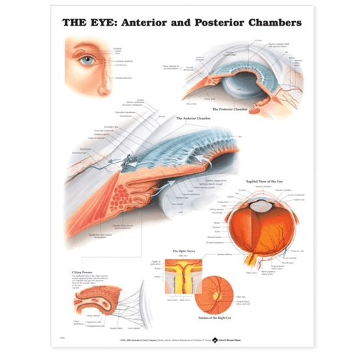 Buy n/a The Eye Anterior and Posterior Chambers Poster  online at Mountainside Medical Equipment