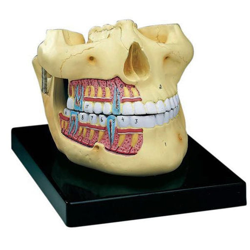 Buy n/a Upper and Lower Jaw Two-Piece Model, Hand-Painted  online at Mountainside Medical Equipment